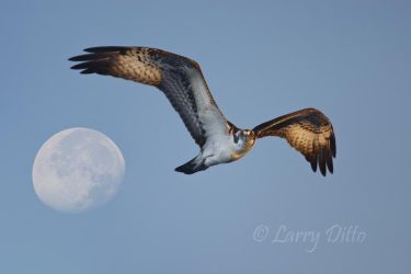Osprey in flight at sunrise with setting moon. *Separate moon and osprey images combined