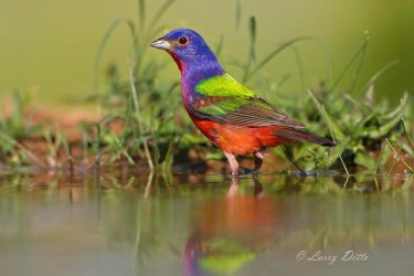 Painted Bunting