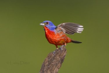 Painted Bunting male singing from mesquite stump perch