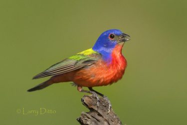 Painted Bunting singing