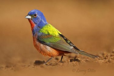 Painted Bunting (Passerina ciris) male at a pond, south Texas, USA