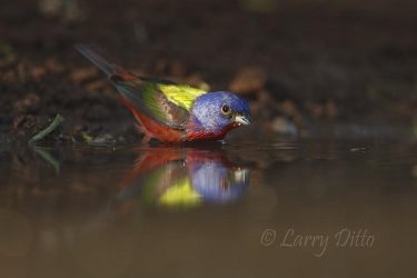Painted Bunting (Passerina citrea) male bathing, s. Texas, April