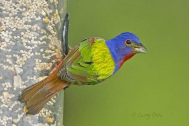 Painted Bunting at feeder