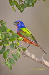 male Painted Bunting in garnjeno bush, south Texas ranch, spring