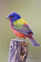Painted Bunting (Passerina ciris) male perched on fence post
