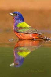 painted bunting