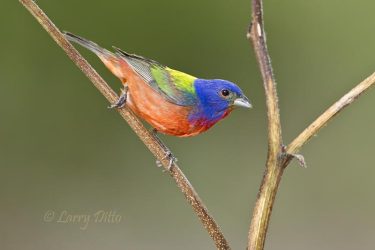 Painted Bunting male on sunflower, s. Texas