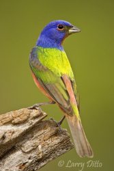 Painted Bunting (Passerina ciris) adult mail, spring
