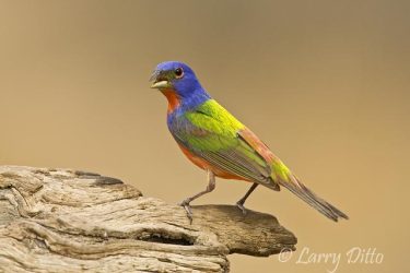 Painted Bunting (Passerina ciris) mature male, spring