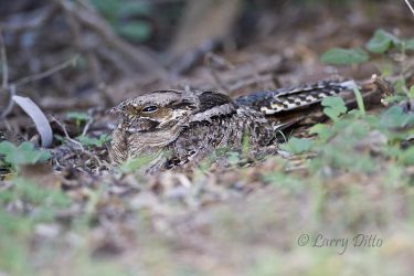 Paraque incubating egg in south Texas thorn brush.