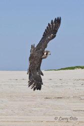 Juvenile Peregrine Falcon released at South Padre Island after banding by Peregrine Fund biologists