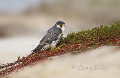 Peregrine Falcon (Falco peregrinus) adult resting on a spoil island in Aransas Bay near Rockport, Texas on the Gulf of Mexico, winter