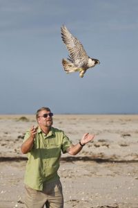 Bill Heinrich of the Peregrine Fund releasing peregrine falcon, female, at South Padre Island, Texas