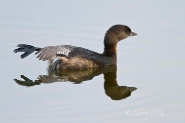 pied-billed grebe
