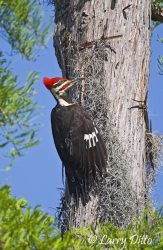 Pileated Woodpecker on cypress tree, Caddo Lake, Texas