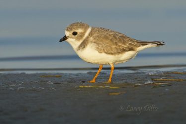 Piping Plover feeding on Laguna Madre, Texas