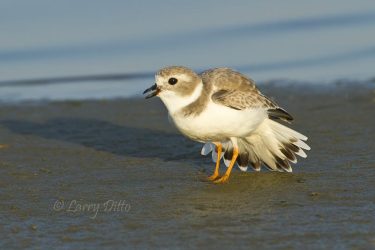 Piping Plover chasing another plover on the Laguna Madre shore, Texas