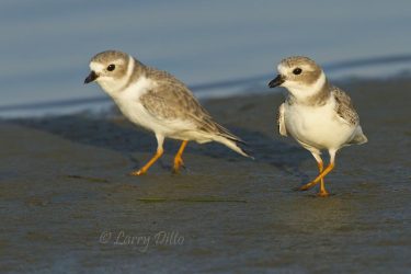 Piping Plovers on winter grounds, Texas coast