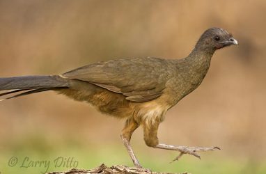 Plain Chachalaca (Ortalis vetula) walking on log in Texas brush country near the Rio Grande, spring
