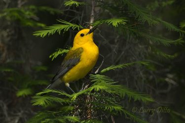 prothonotary warbler in cypress