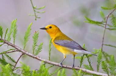 Prothonotary Warbler, male in cypress tree, Caddo Lake, Texas