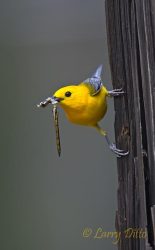 Prothonotary Warbler with dragonfly for young, Caddo Lake, Texas
