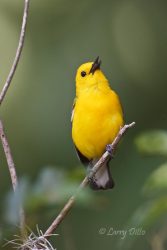 Prothonotary Warbler (Protonotaria citrea) male singing, spring, Caddo Lake, Texas