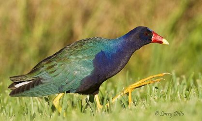 Purple Gallinule