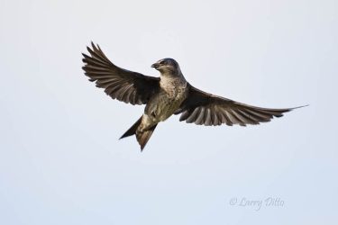 Purple Martin in flight
