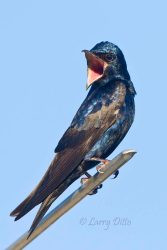 Purple Martin scolding