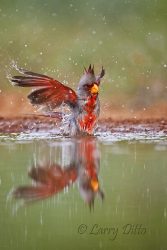 Pyrrhuloxia (Cardinalis sinuatus) male bathing, s. Texas, April