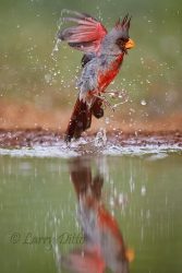 Pyrrhuloxia (Cardinalis sinuatus) male bathing, s. Texas, April