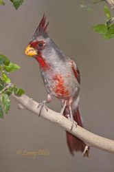 Pyrrhuloxia male in thornbrush, south Texas ranch, spring