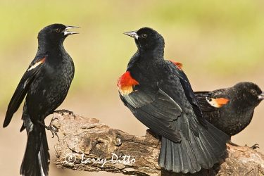 Red-winged Blackbird (Agelaius phoeniceus) males fighting
