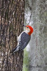 Red-bellied Woodpecker on oak tree with Spanish moss, Caddo Lake, Texas