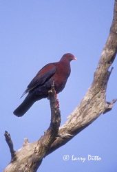 Red-billed Pigeon (Columba flavirostris) adult, Rio Grande near Roma, Texas