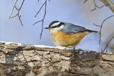 red-breasted nuthatch foraging on snowy branch of cedar elm