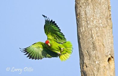 Red-crowned Parrot