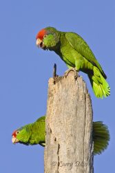 Red-crowned Parrots (Amazona viridigenalis) adults perched atop a dead palm tree, s. Texas