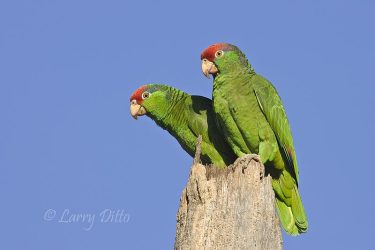 Red-crowned Parrots (Amazona viridigenalis) adults perched atop a dead palm tree, s. Texas