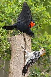 Red-winged Blackbird male and Golden-fronted Woodpecker male fighing over position on fence post, south Texas, spring
