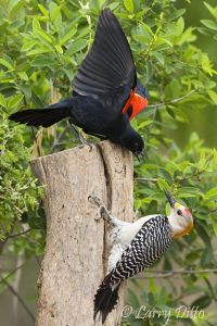 Red-winged Blackbird male and Golden-fronted Woodpecker male fighing over position on fence post, south Texas, spring