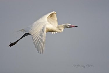 Reddish Egret in flight