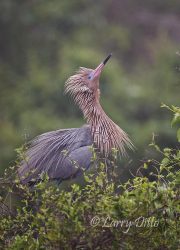 Reddish Egret in breeding display, south Texas coast