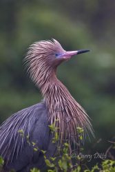 Reddish Egret in breeding plumage, Texas coast