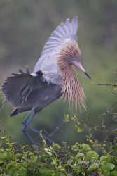 Reddish Egret adult in breeding plumage landing at nesting colony on Texas coast, spring