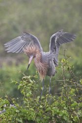 Reddish Egreet in breeding plumage landing, s. Texas coast