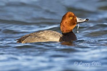 Redhead Duck (Aythya americana) male drinking, on Laguna Madre, Texas, winter