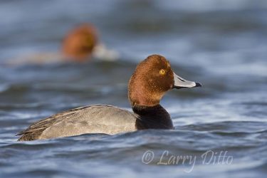 Redhead Ducks (Aythya americana) males,drinking, Laguna Madre at South Padre Island, Texas, winter