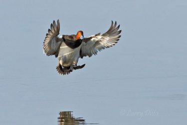 redhead duck landing